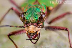 Attēlu rezultāti vaicājumam “Cicindela campestris”