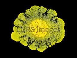 Attēlu rezultāti vaicājumam “Physarum luteolum macro”