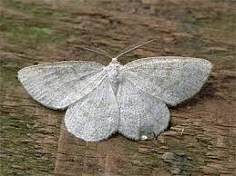 Attēlu rezultāti vaicājumam “Cabera exanthemata”