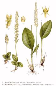 Attēlu rezultāti vaicājumam “Malaxis monophyllos flower”