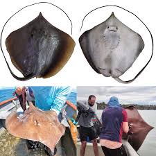 Image result for Hypanus longus