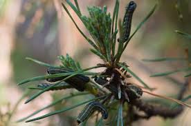 Attēlu rezultāti vaicājumam “Neodiprion sertifer larva”