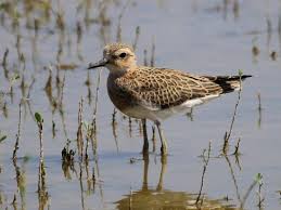 Image result for Charadrius asiaticus