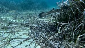 Image result for Raja polystigma