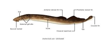 Image result for Petromyzon marinus