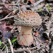 Attēlu rezultāti vaicājumam “Amanita rubescens”