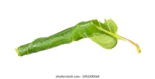 Attēlu rezultāti vaicājumam “Eudemis porphyrana”