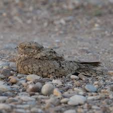 Image result for Caprimulgus aegyptius