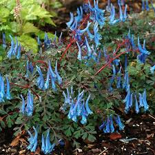 Attēlu rezultāti vaicājumam “Corydalis”
