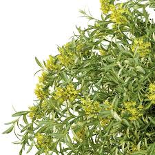 Attēlu rezultāti vaicājumam “Euphorbia palustris flower”