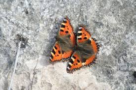 Image result for Small Tortoiseshell