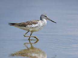 Attēlu rezultāti vaicājumam “Tringa nebularia”