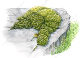 Attēlu rezultāti vaicājumam “Campylopus introflexus”