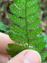 Attēlu rezultāti vaicājumam “Dryopteris expansa”