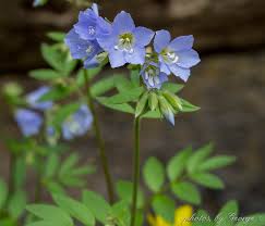 Attēlu rezultāti vaicājumam “Polemoniaceae”