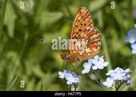 Attēlu rezultāti vaicājumam “Clossiana euphrosyne”