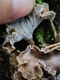 Attēlu rezultāti vaicājumam “Pseudocraterellus”