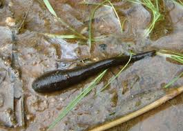 Attēlu rezultāti vaicājumam “Haemopis sanguisuga”