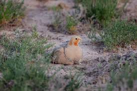 Image result for Syrrhaptes paradoxus