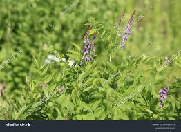 Attēlu rezultāti vaicājumam “Galega orientalis fruit”