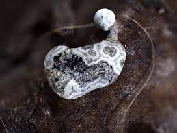 Attēlu rezultāti vaicājumam “Physarum bitectum”