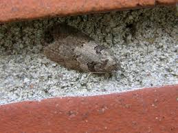 Attēlu rezultāti vaicājumam “Eana incanana”