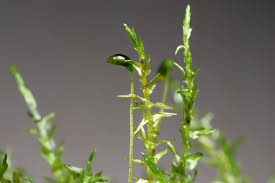 Attēlu rezultāti vaicājumam “Calliergon cordifolium”