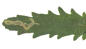 Attēlu rezultāti vaicājumam “Leucanthemum vulgare leaf”