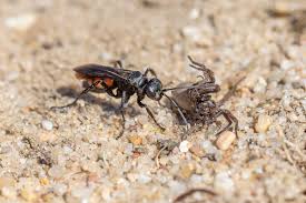 Attēlu rezultāti vaicājumam “Anoplius viaticus”