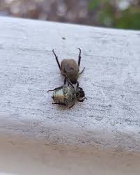 Attēlu rezultāti vaicājumam “Hoplia parvula”