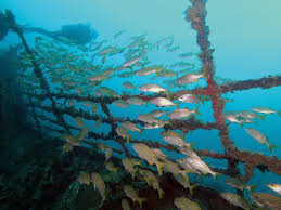 Image result for Maverick Divers