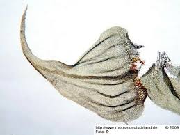 Attēlu rezultāti vaicājumam “Palustriella decipiens”