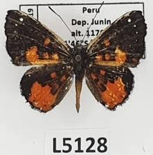 Attēlu rezultāti vaicājumam “Riodinidae”