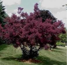 Attēlu rezultāti vaicājumam “Cotinus coggygria”