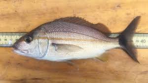 Image result for Haemulon aurolineatum