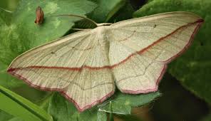 Attēlu rezultāti vaicājumam “Timandra comae”