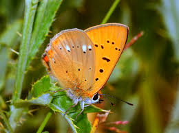 Attēlu rezultāti vaicājumam “Lycaena virgaureae”