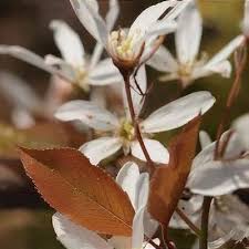 Attēlu rezultāti vaicājumam “Amelanchier spicata flower”