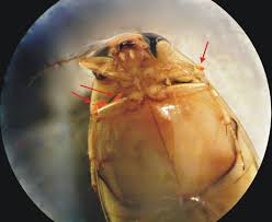 Attēlu rezultāti vaicājumam “Hydrachna”