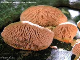 Attēlu rezultāti vaicājumam “Daedalea quercina”