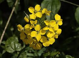Attēlu rezultāti vaicājumam “Erysimum hieracifolium flower”