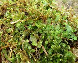 Attēlu rezultāti vaicājumam “Leiocolea rutheana sporophyte”