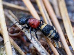 Attēlu rezultāti vaicājumam “Mutilla europaea”