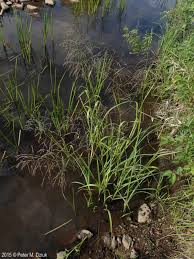 Attēlu rezultāti vaicājumam “Glyceria lithuanica”