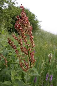 Attēlu rezultāti vaicājumam “Rumex acetosa bud”