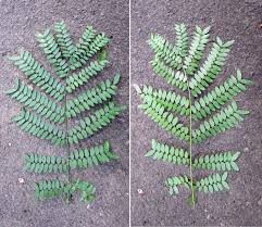 Attēlu rezultāti vaicājumam “Gleditsia triacanthos leaf”