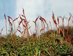Attēlu rezultāti vaicājumam “Atrichum undulatum”