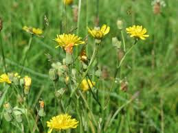 Attēlu rezultāti vaicājumam “Crepis biennis”