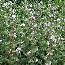 Image result for Althaea officinalis