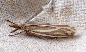 Attēlu rezultāti vaicājumam “Crambus hamella”